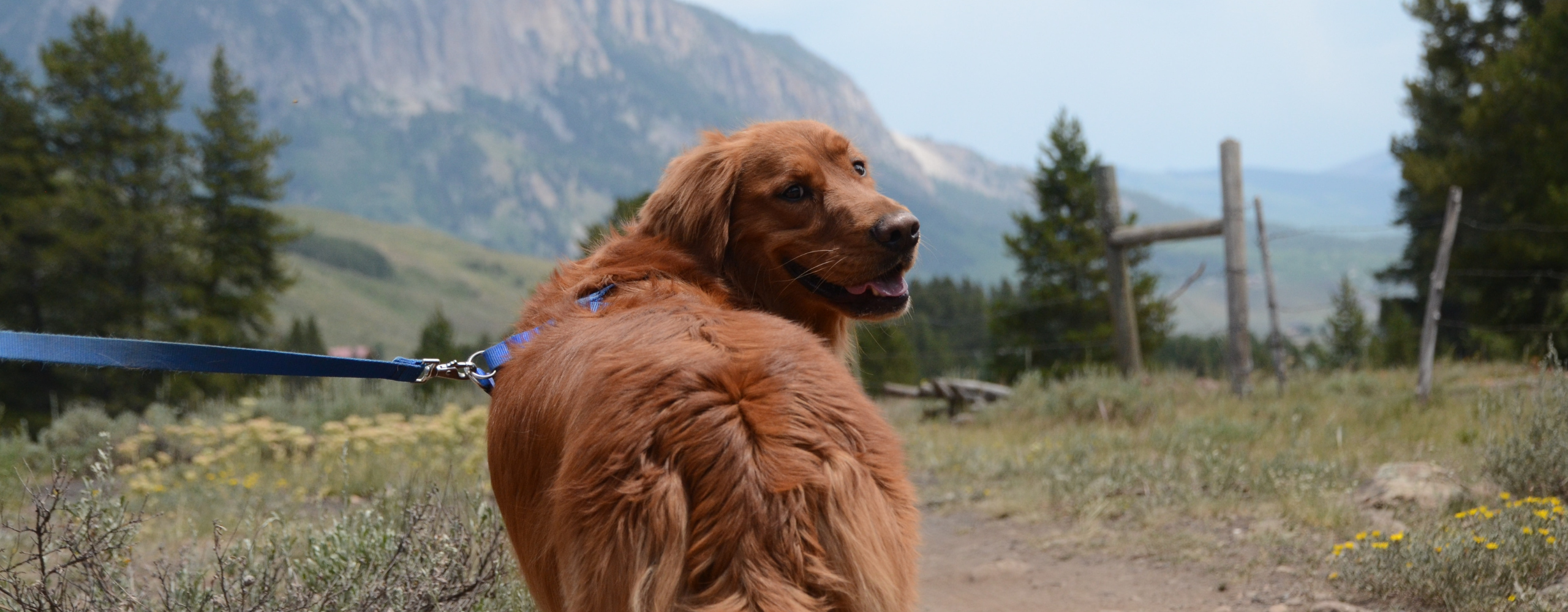 Golden retriever dog in Colorado