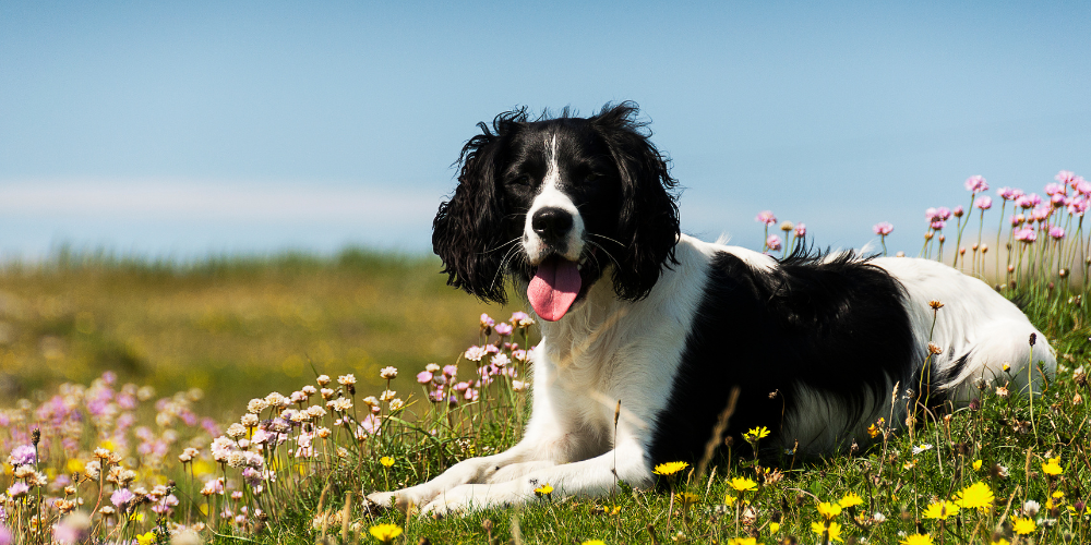 Dog laying in wildflowers
