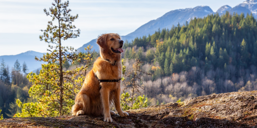 Golden retriever dog with mountains in the background