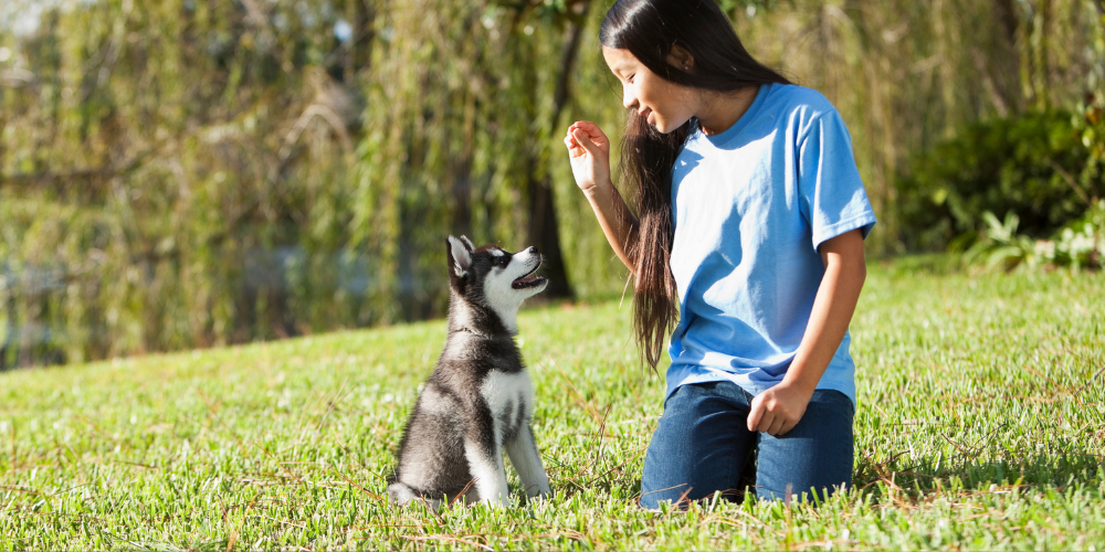 Husky with good puppy mannerssitting with trainers holding a treat