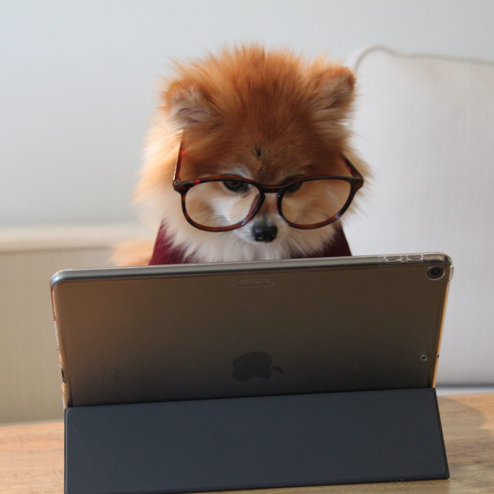 Puppy Reading With Glasses On