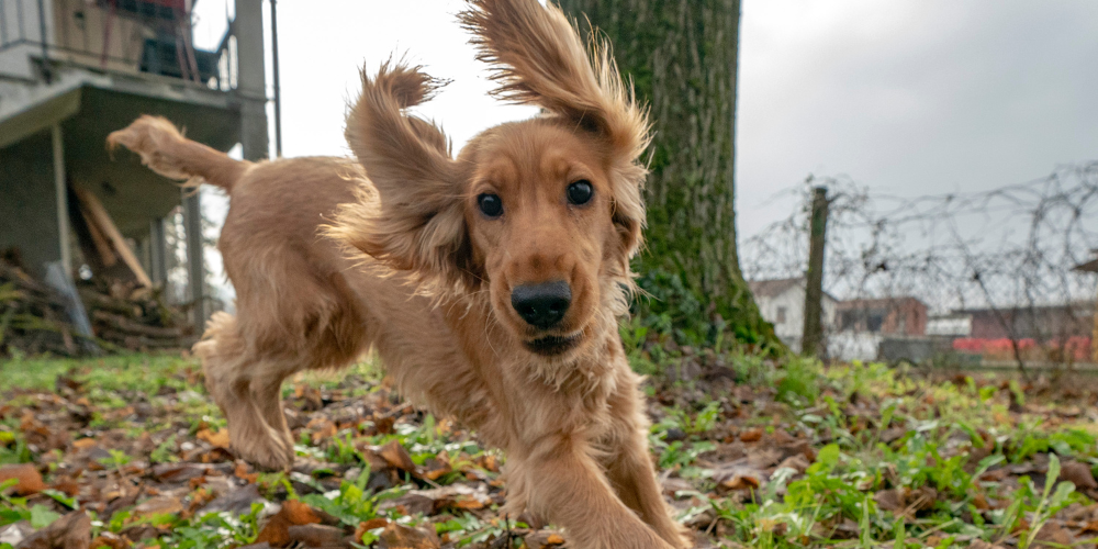 golden puppy jumping with floppy ears