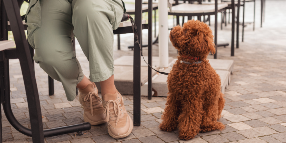 curly red puppy sitting with good manners at a cafe