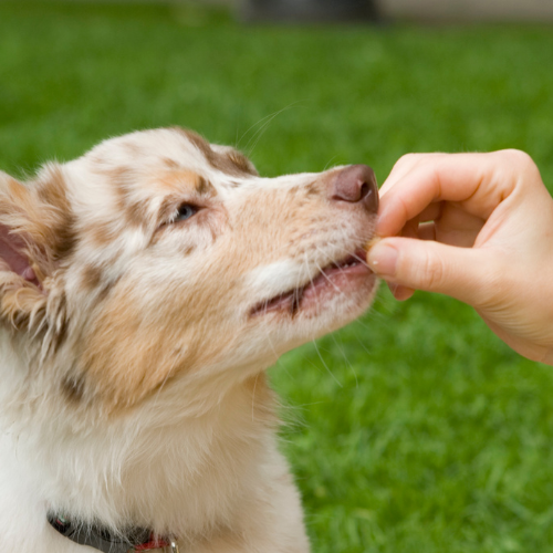 puppy taking treat from a hand