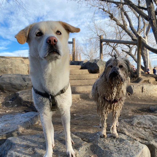 Two dogs standing on rocks at the Cherry Creek Dog Park