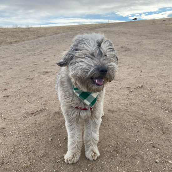 Dog with hair blowing in the wind at Denver dog park