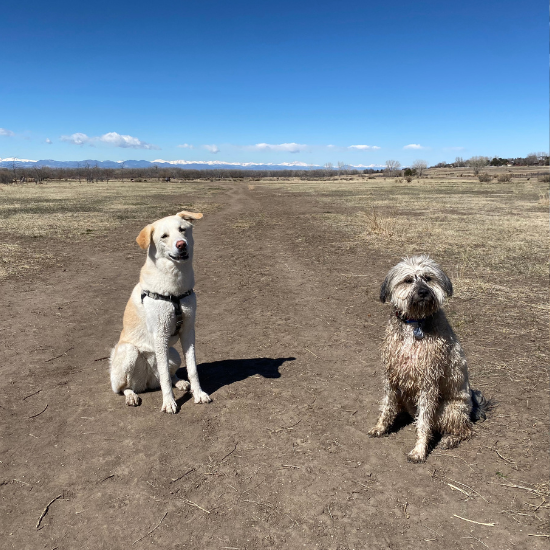 Two dogs posing in a Denver Dog Park