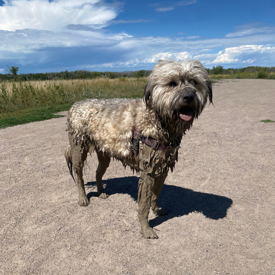 Dog covered in mud at Cherry Creek State Park