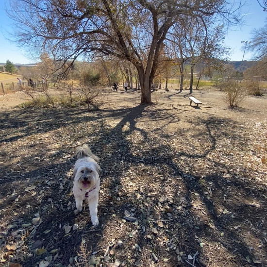 Dog under a tree in an off-leash Denver dog park