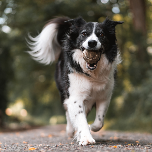 Border collie with tennis ball in mouth and running towards camera