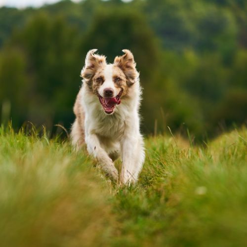 Australian Shepherd dog running back after hearing the recall cue in dog training