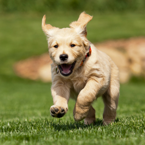 A golden puppy running after hearing their recall cue in dog training