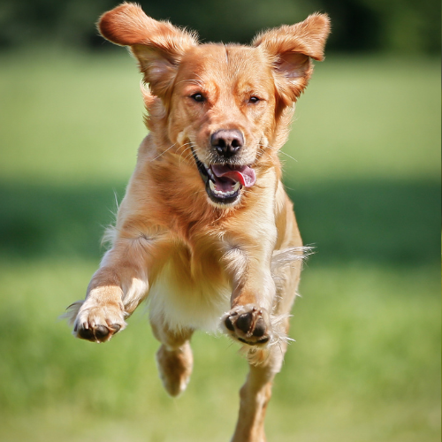 Golden dog running back for recall in dog training