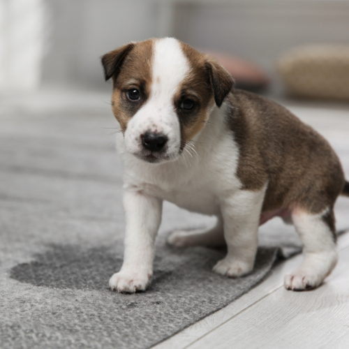 brown and white puppy peed on rug in an apartment while potty training
