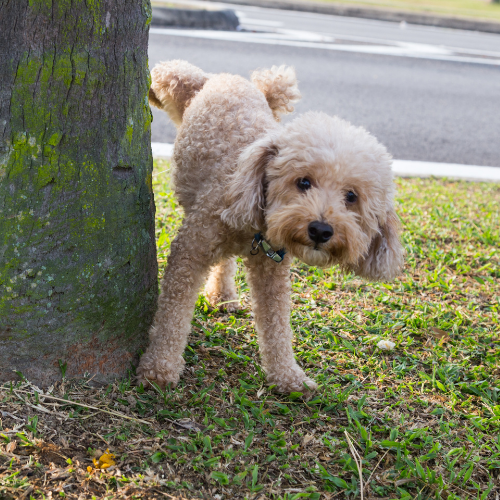 doodle puppy peeing on a tree during potty training in an apartment