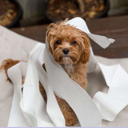 doodle draped with toilet paper
