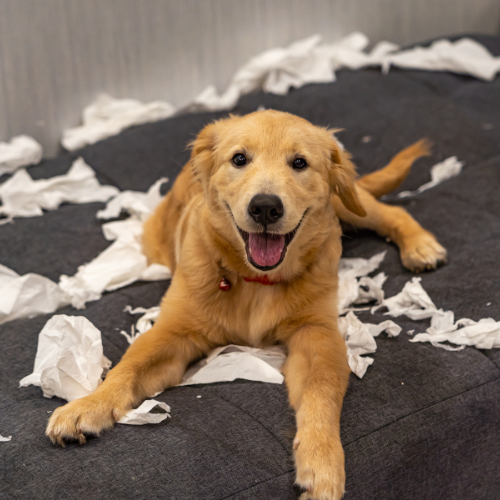 Golden puppy surrounded by ripped toilet paper 