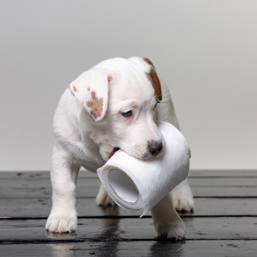 white and brown puppy holding toilet paper in his mouth