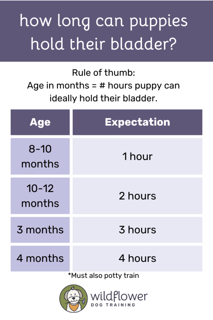 "How long can puppies hold their bladder" outline