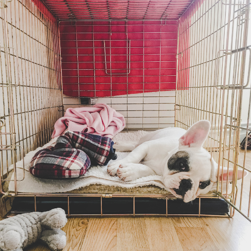 French bulldog puppy sleeping in crate with blankets at night