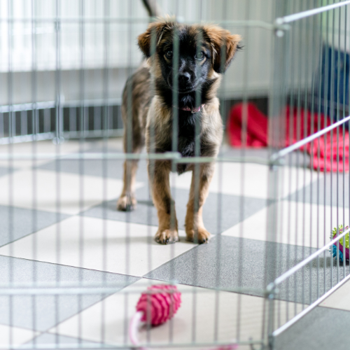 Black and brown puppy behind in a pen.