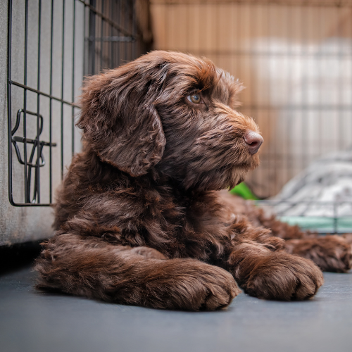 Chocolate puppy sitting in dog crate