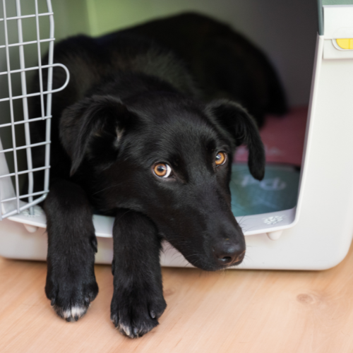 Black puppy laying in crate with the door open