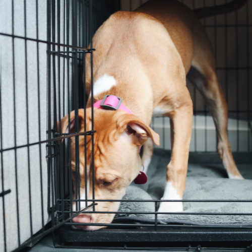 Dog standing in crate