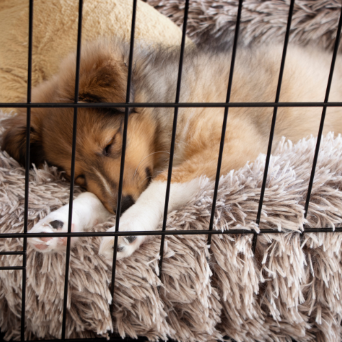 Sleeping puppy on fluffy blankets in crate