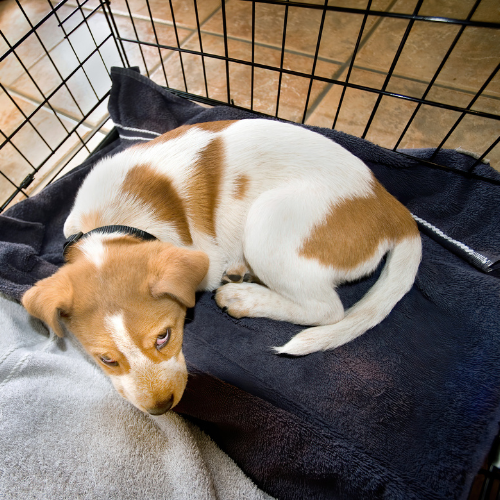 Puppy laying in crate